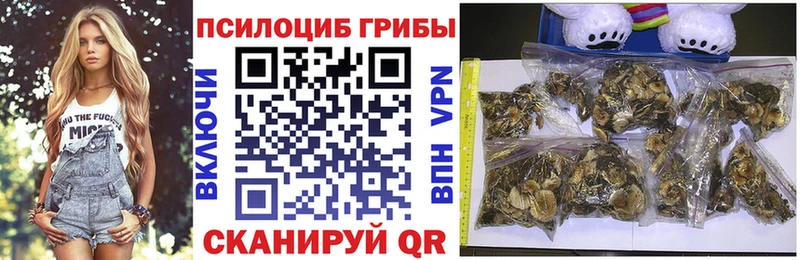 где купить наркотик  Вяземский  Галлюциногенные грибы Cubensis 